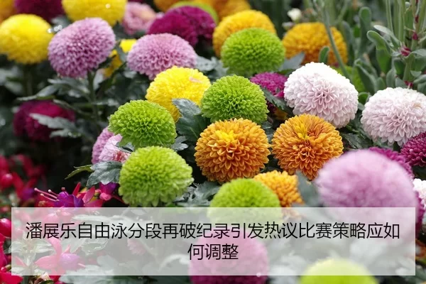 潘展乐自由泳分段再破纪录引发热议比赛策略应如何调整 - Kaiyun FIFA WorldCup
