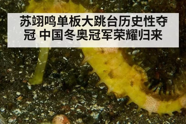 苏翊鸣单板大跳台历史性夺冠 中国冬奥冠军荣耀归来