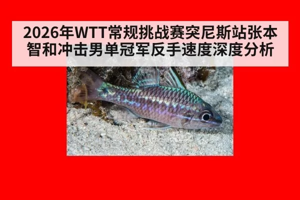2026年WTT常规挑战赛突尼斯站张本智和冲击男单冠军反手速度深度分析